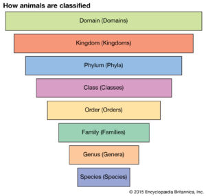 animal classifications and taxonomy chart