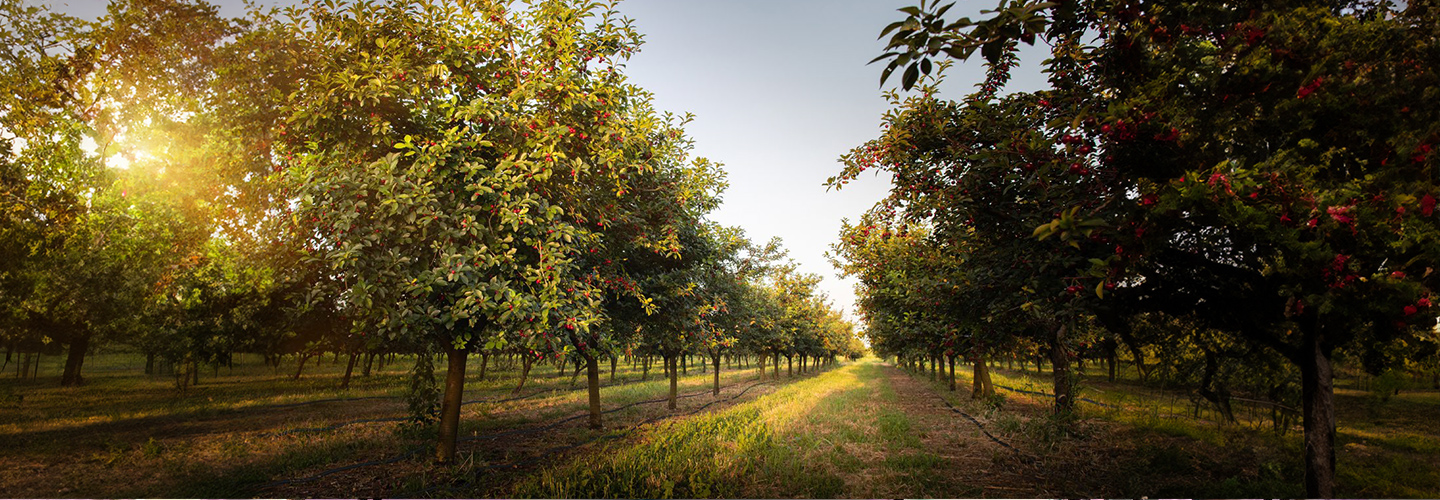 Orchard with rows of trees and the sun peeking through the leaves.